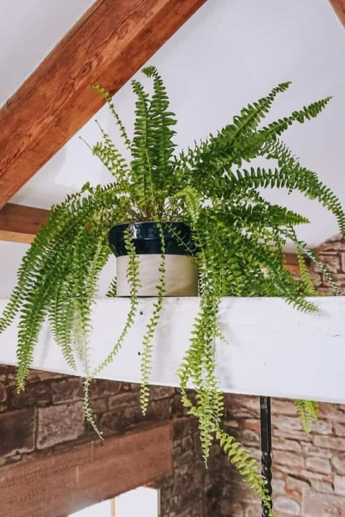 boston fern air purifier