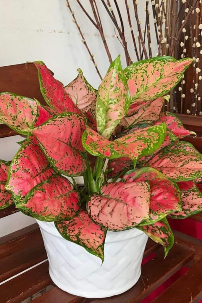 chinses evergreen air purifier