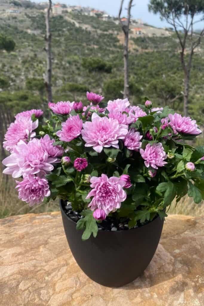 chrysanthemum air purifier