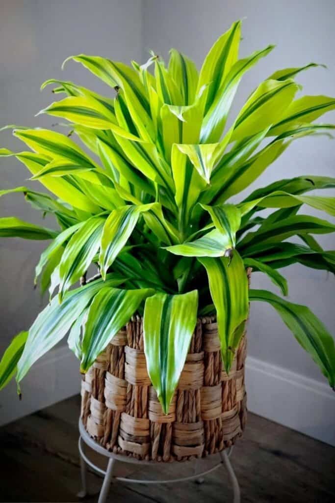 dracaena air purifier