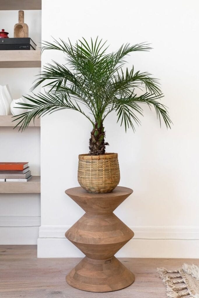 dwarf date palm air purifier