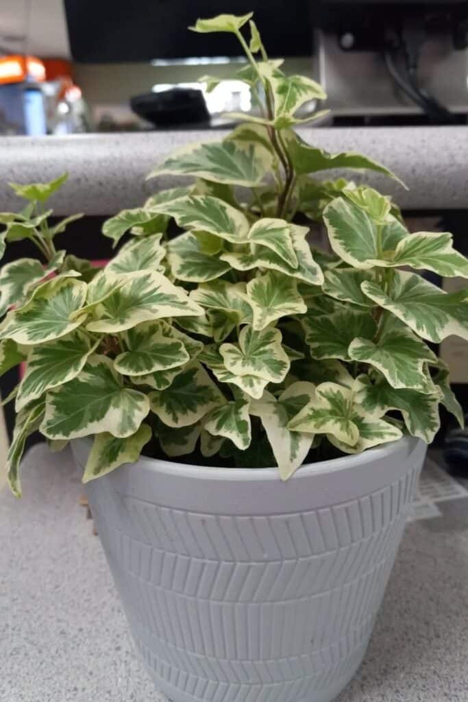 english ivy air purifier