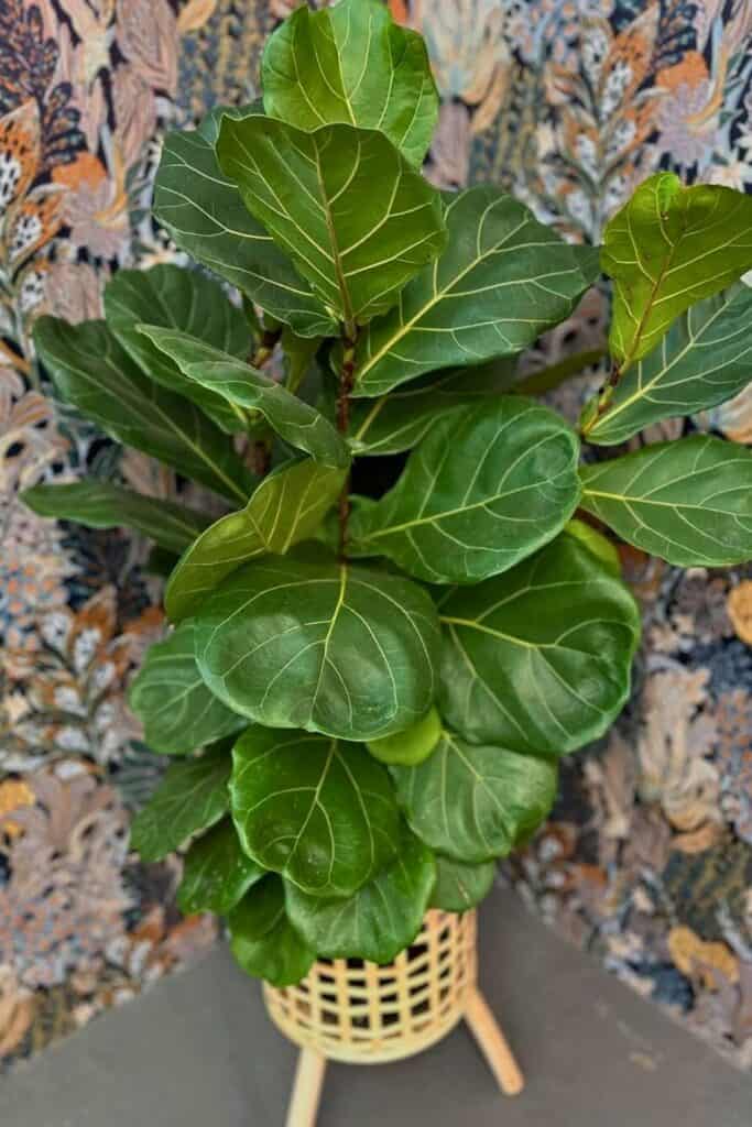 fiddle leaf fig air purifier