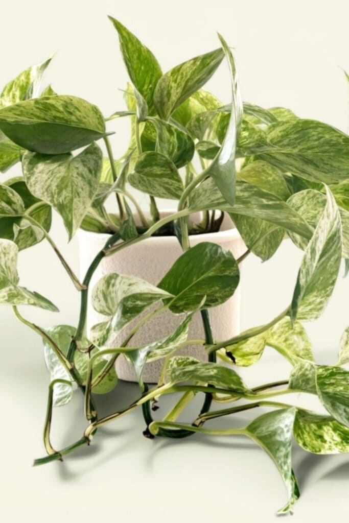 golden pothos air purifier