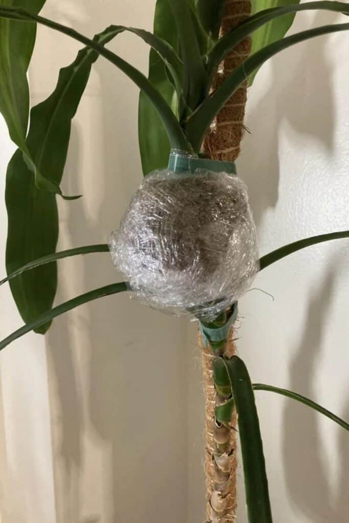 houseplant air layering propagation