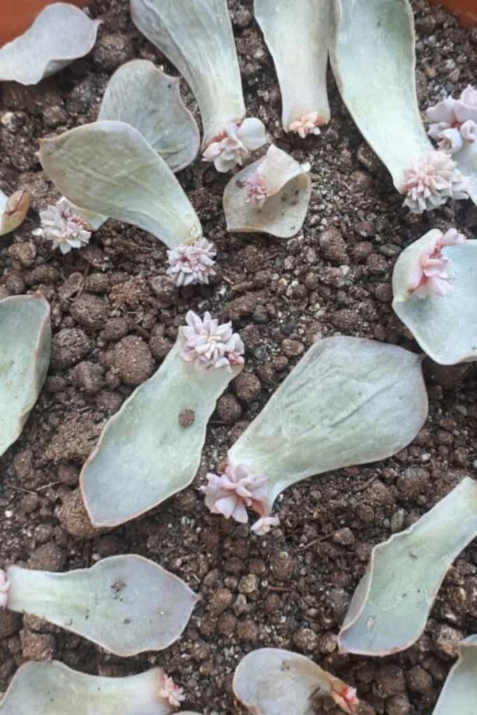 houseplant leaf cuttings propagation