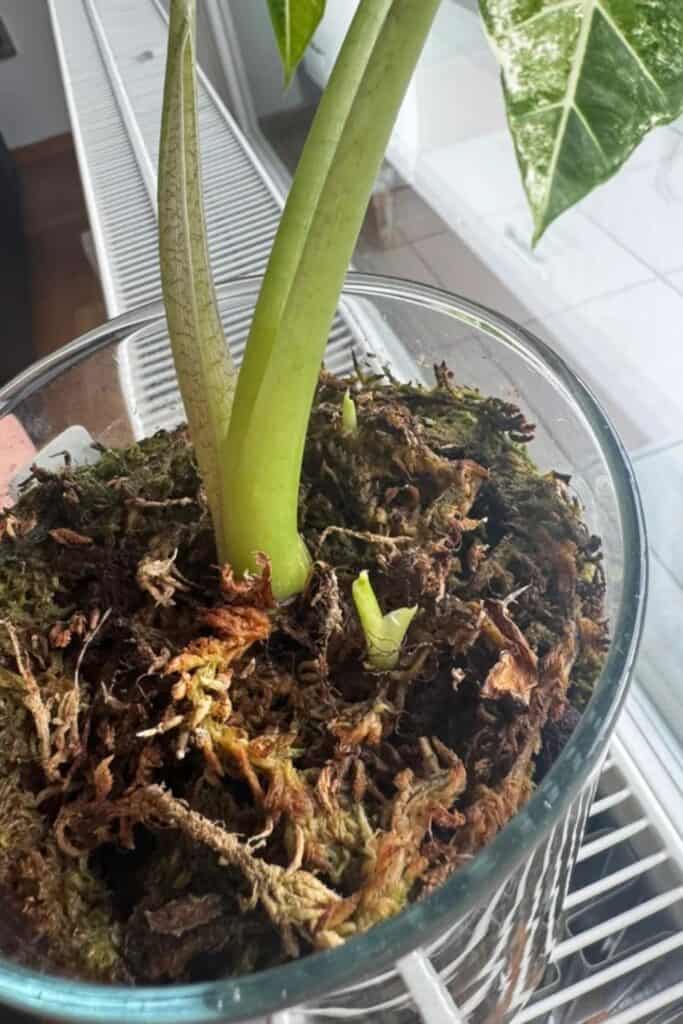 houseplant offsets propagation