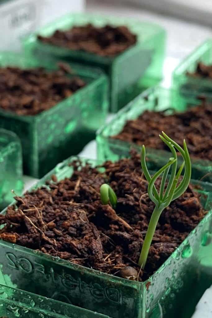 houseplant seed propagation