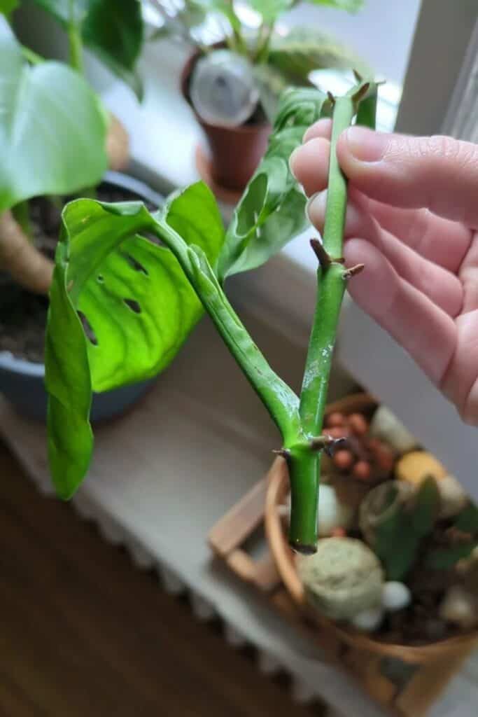 houseplant stem cuttings propagation