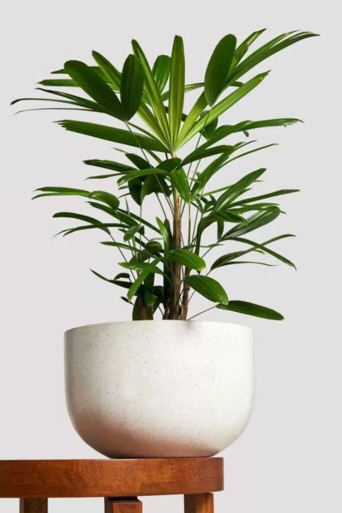 lady palm air purifier