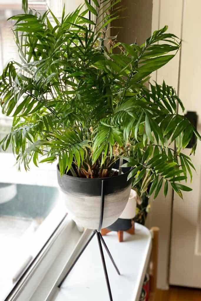 parlor palm air purifier