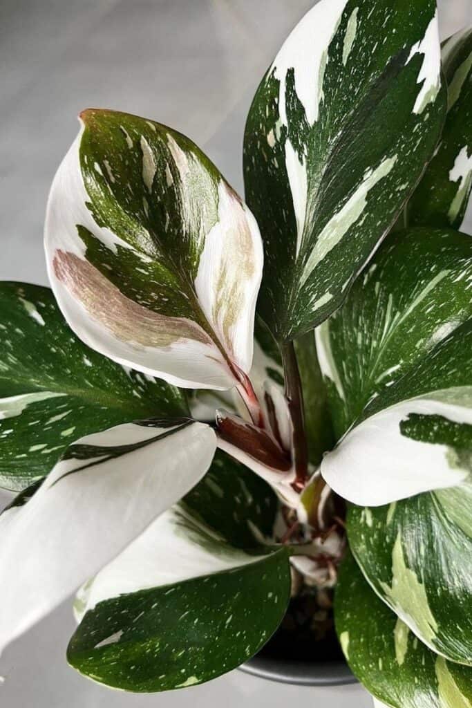philodendron air purifier