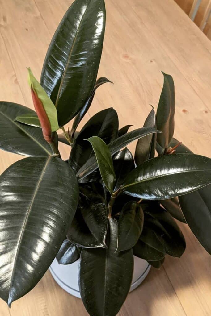 rubber plant air purifier