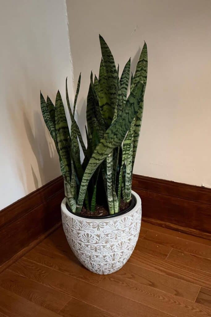 snake plant air purifier