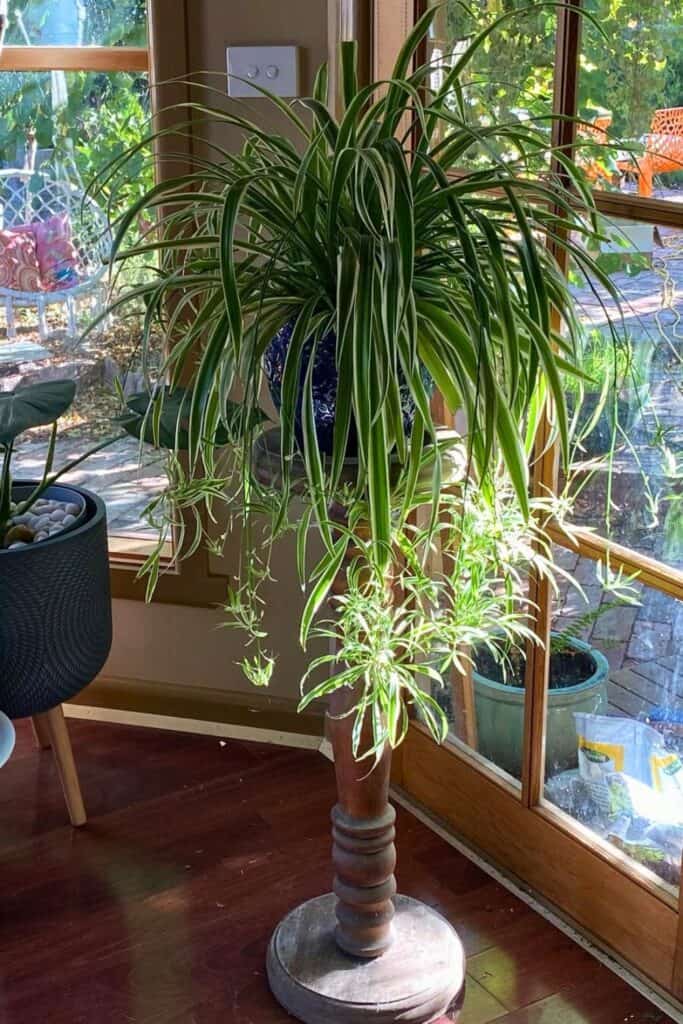 spider plant air purifier