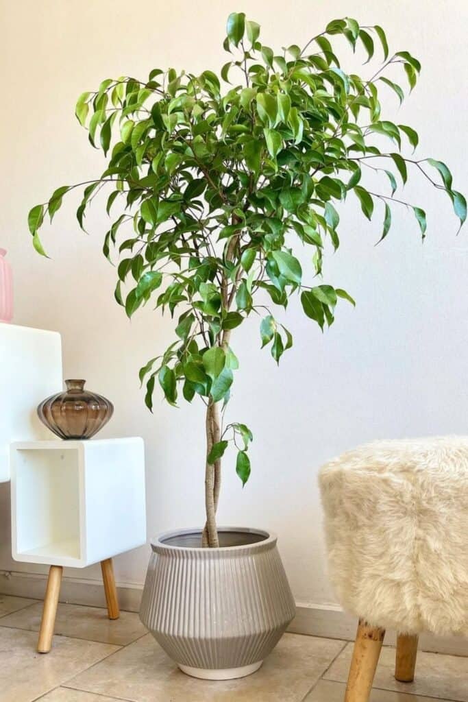 weeping fig air purifier