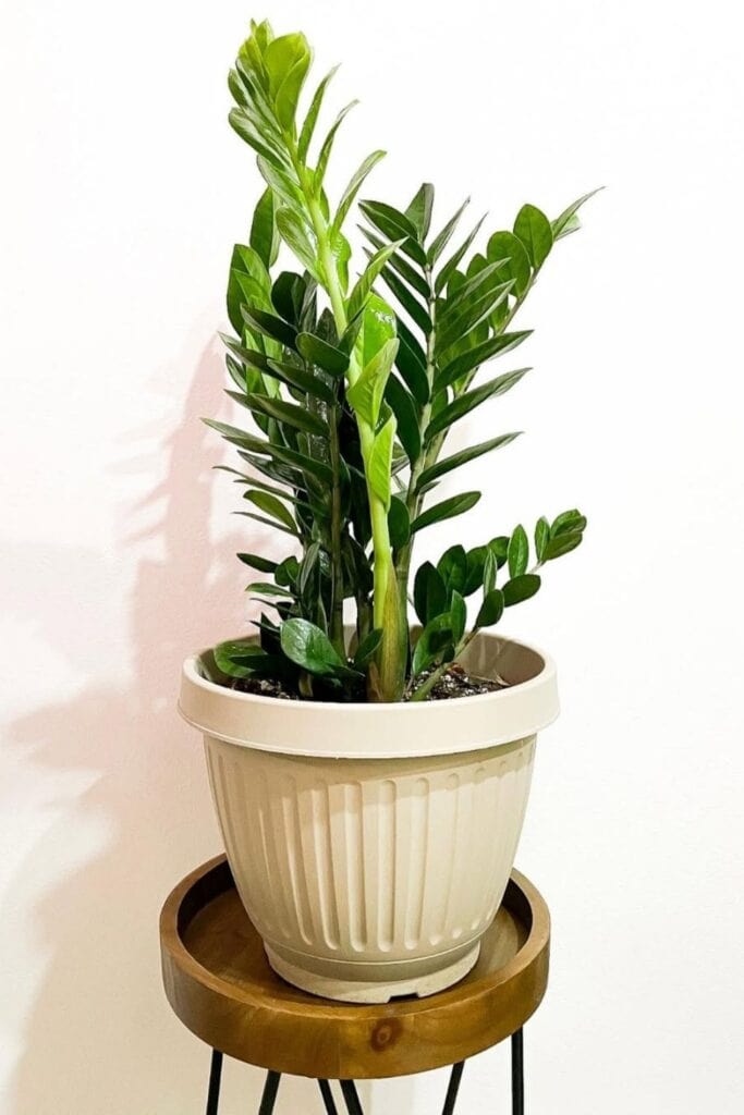 zz plant air purifier