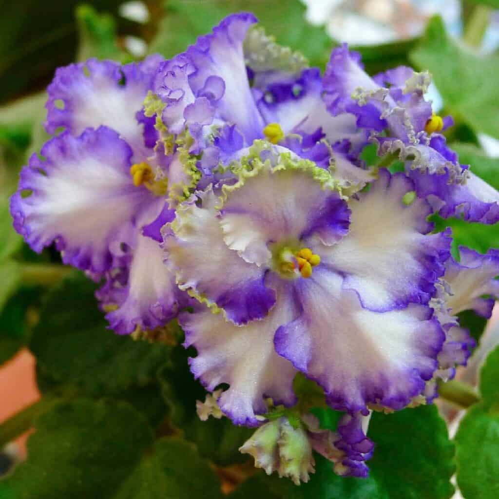 Optimara EverGrace