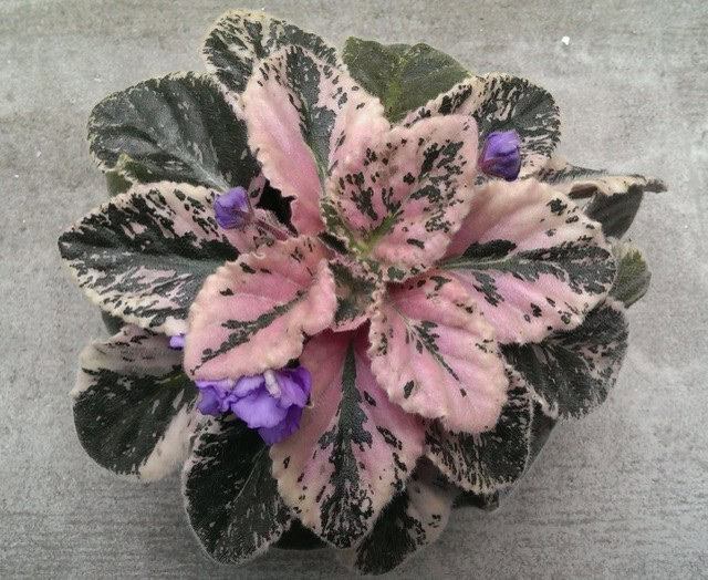 Wranglers Pink Patches