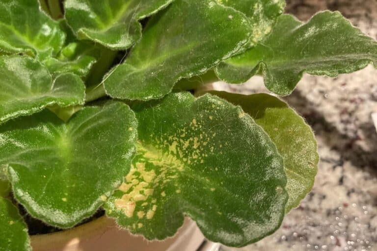 african violet common issues