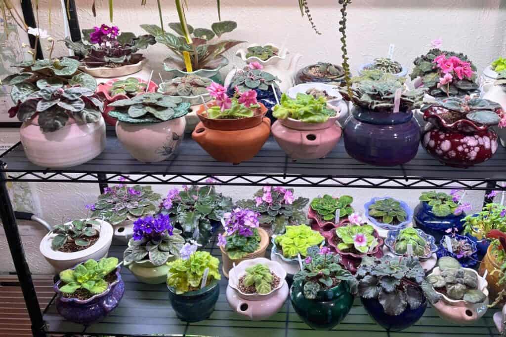 african violet display and decor ideas