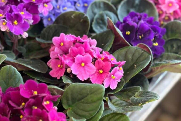 Best African Violet Fertilizer: How to Feed Your Plants for Bigger Blooms