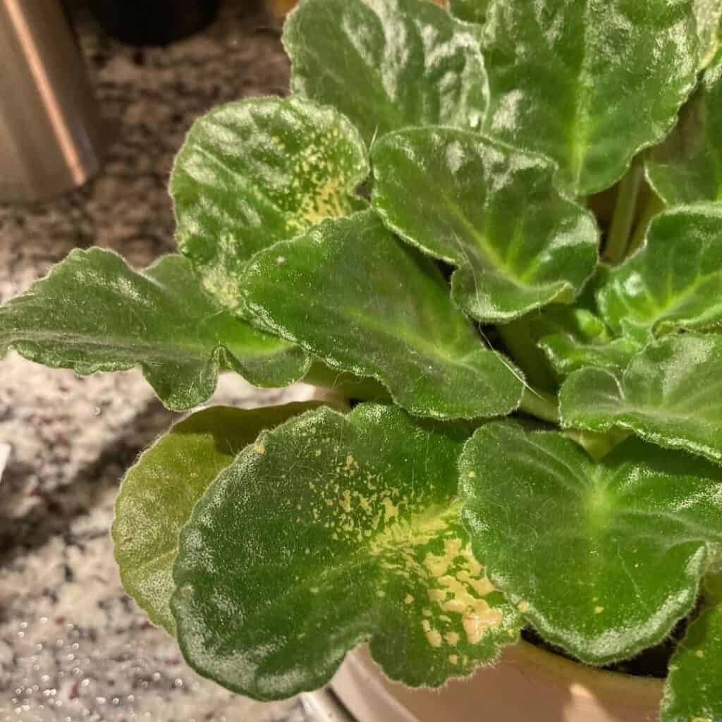 african violet leaf spots 1