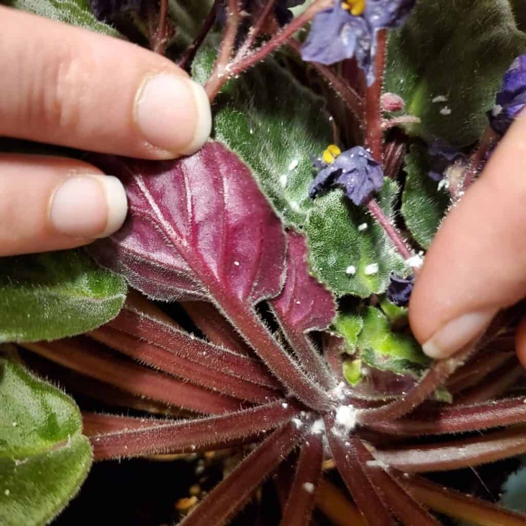 african violet mealybugs