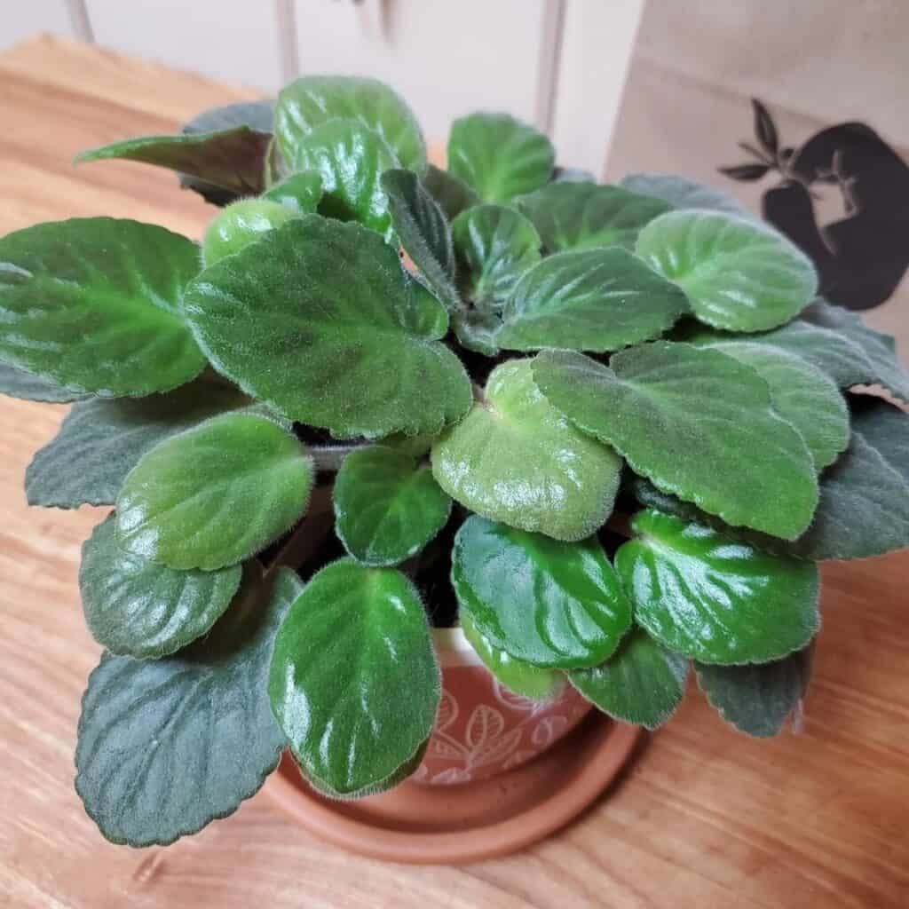 african violet not blooming