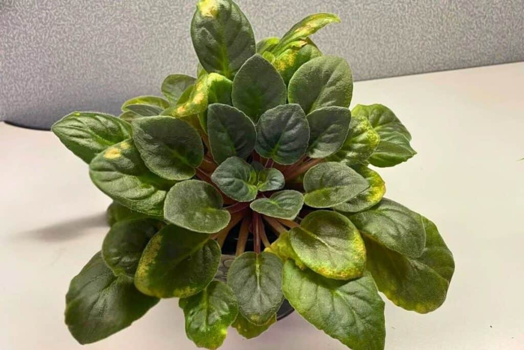 african violet not flowering