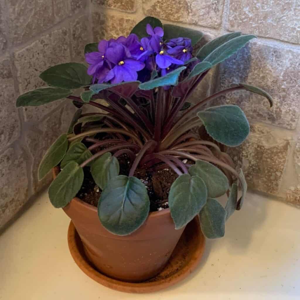 african violet not growing