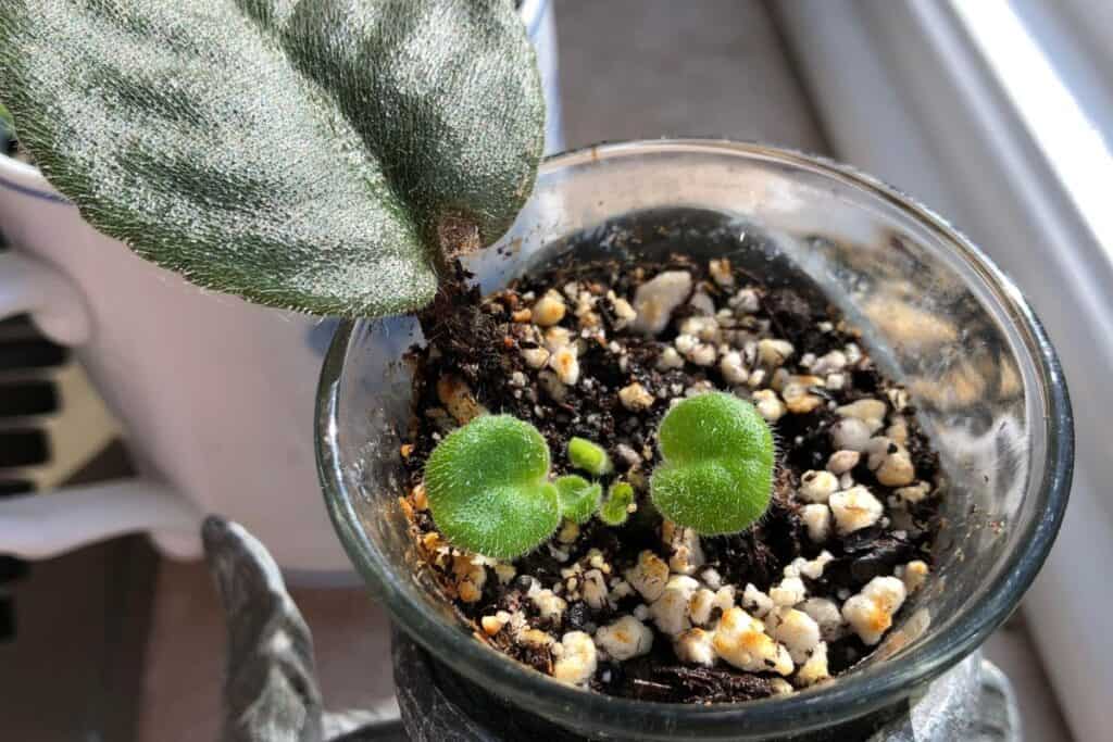 african violet propagation
