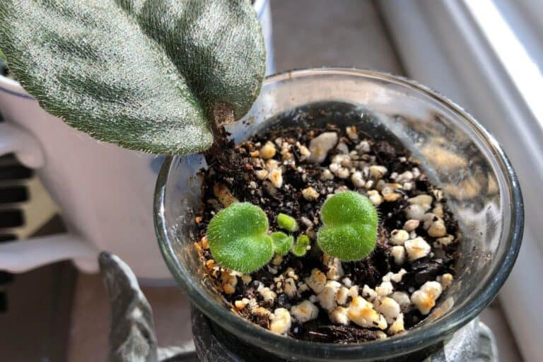 How to Propagate African Violets: Easy Methods for Growing New Plants at Home