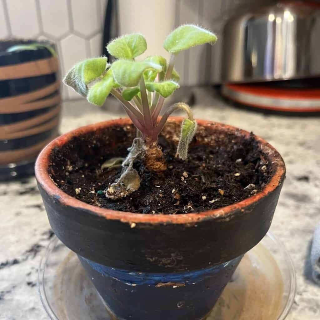 african violet root rot