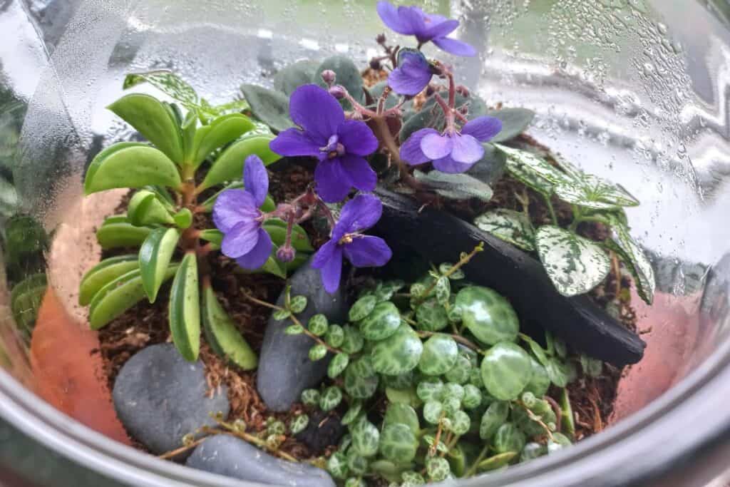 african violet terrarium