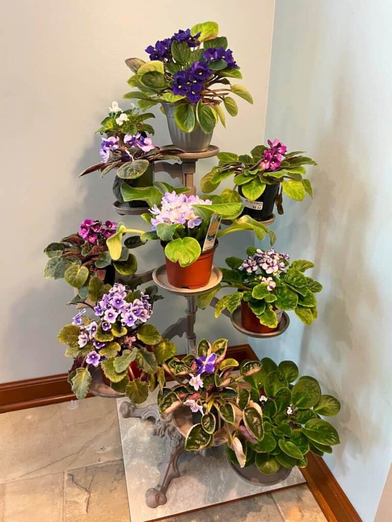 african violet tiered plant stand display
