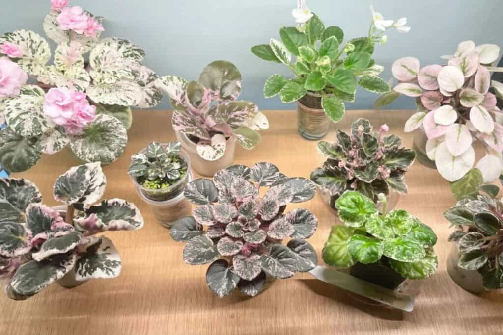 african violet varieties