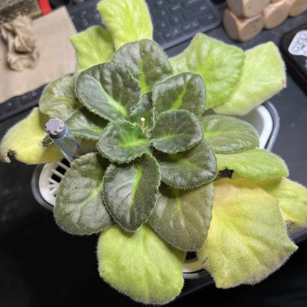 african violet yellow leaves