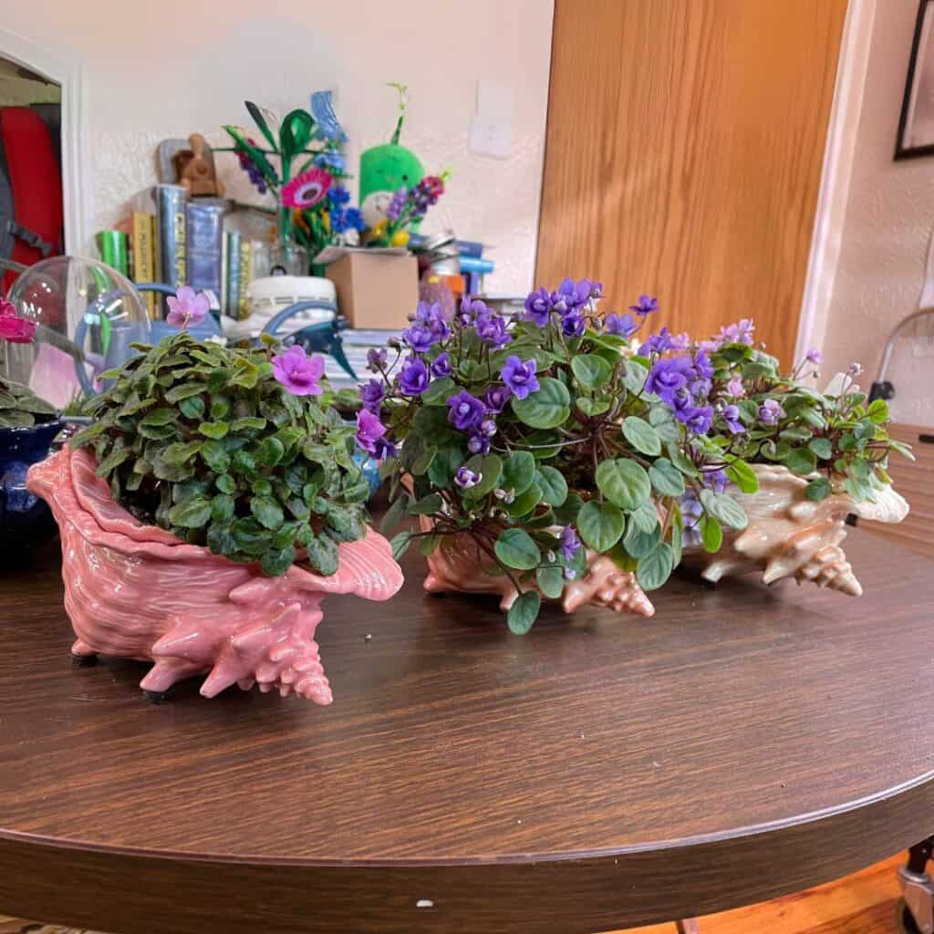 african violets table display