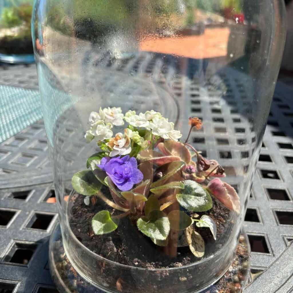 african violets terrarium display