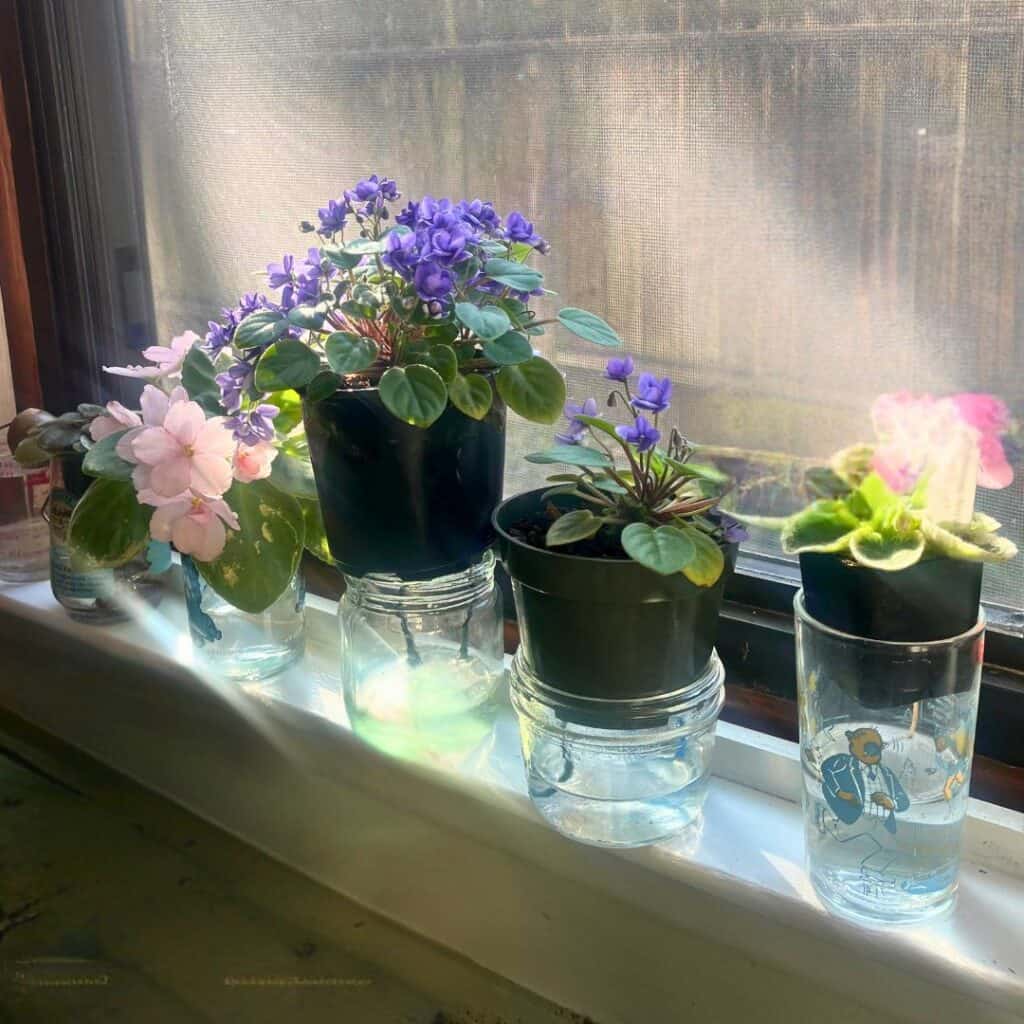 african violets windowsill display