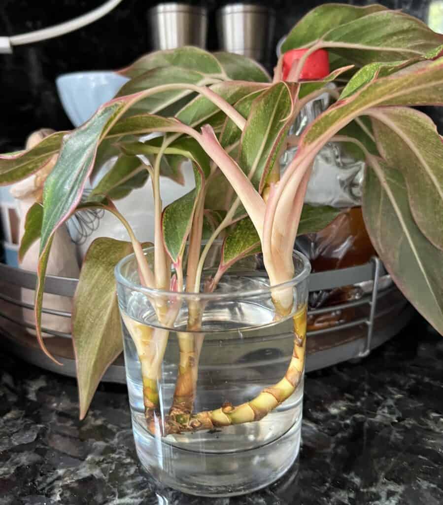 aglaonema proapgation