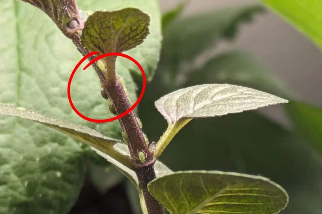 aphids on houseplants