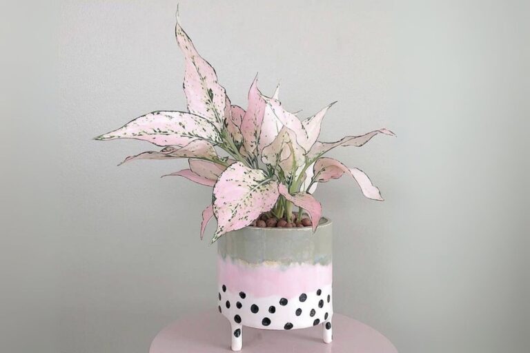 Best Pots for Aglaonema: How to Choose the Perfect Container for Your Chinese Evergreen