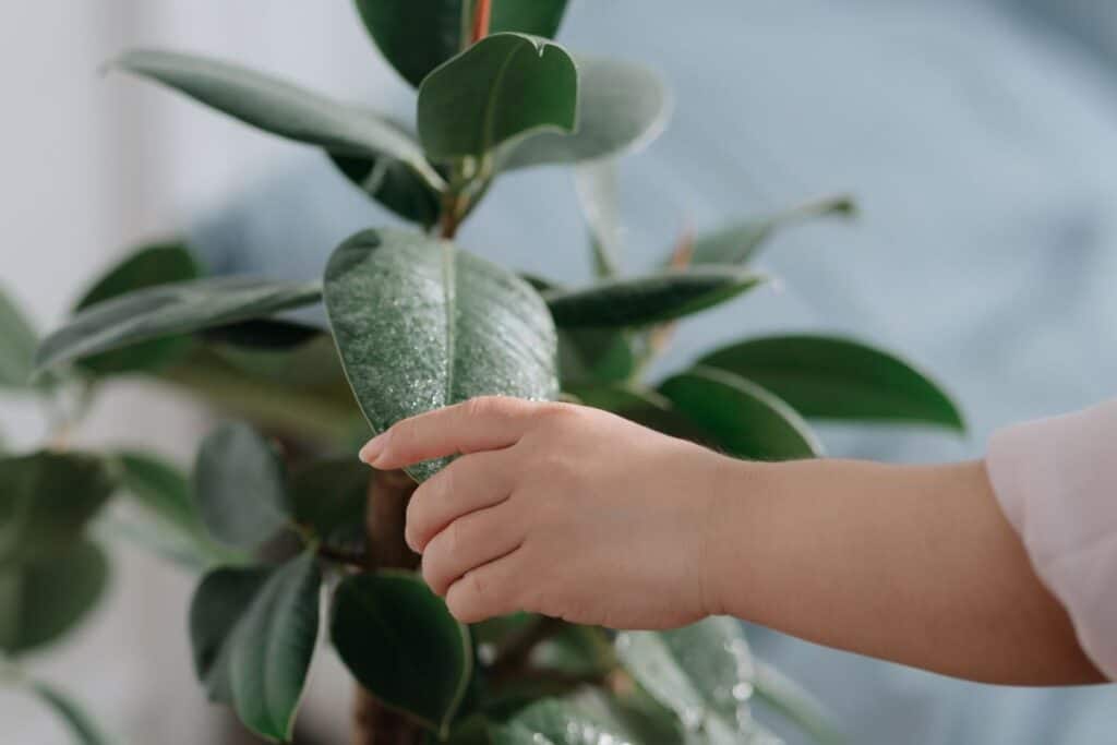 easiest way to tell if your plant is thirsty