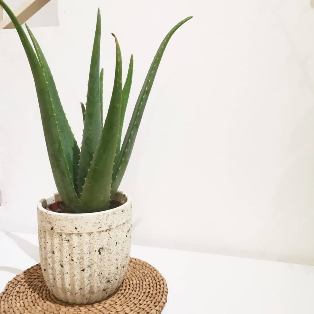 easy aloe vera