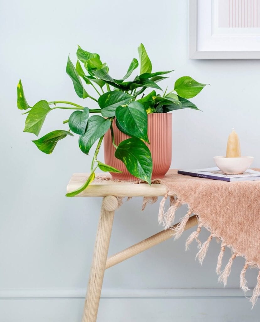 easy pothos