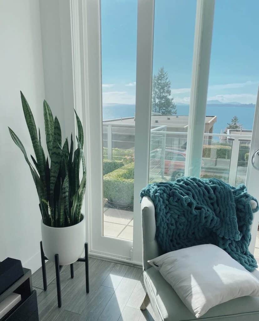 easy snake plant