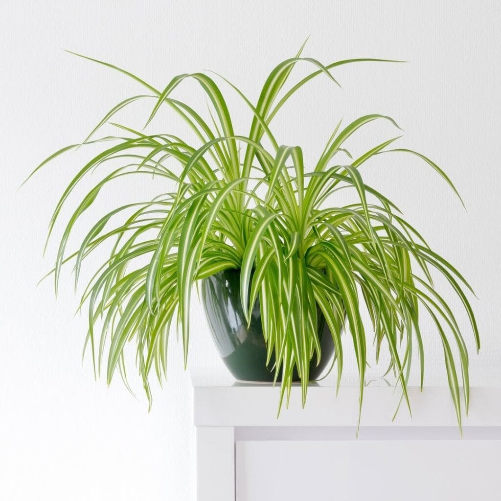 easy spider plant