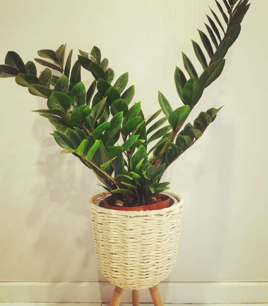 easy zz plant